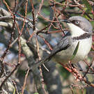 Apalis à collier