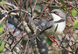 Bar-throated Apalis