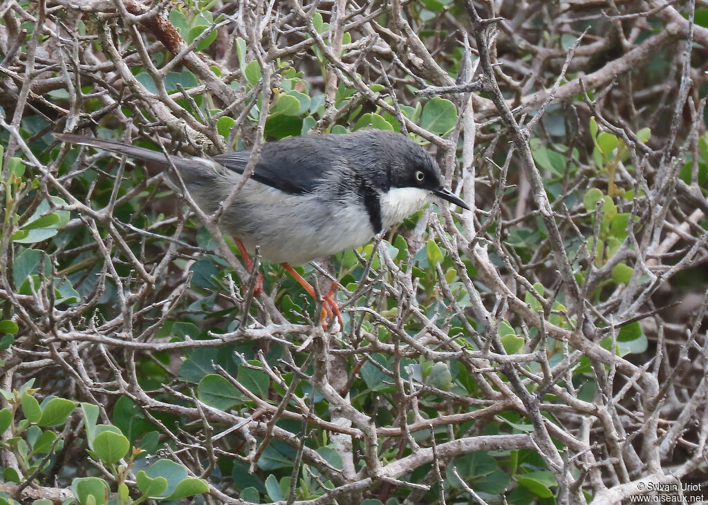 Bar-throated Apalisadult