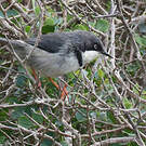 Apalis à collier
