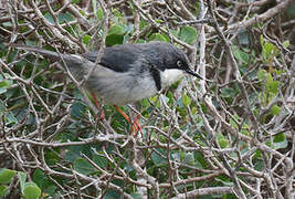 Bar-throated Apalis