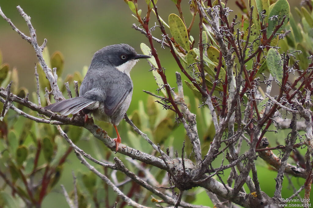 Apalis à collieradulte