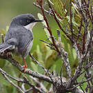 Apalis à collier