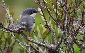 Bar-throated Apalis