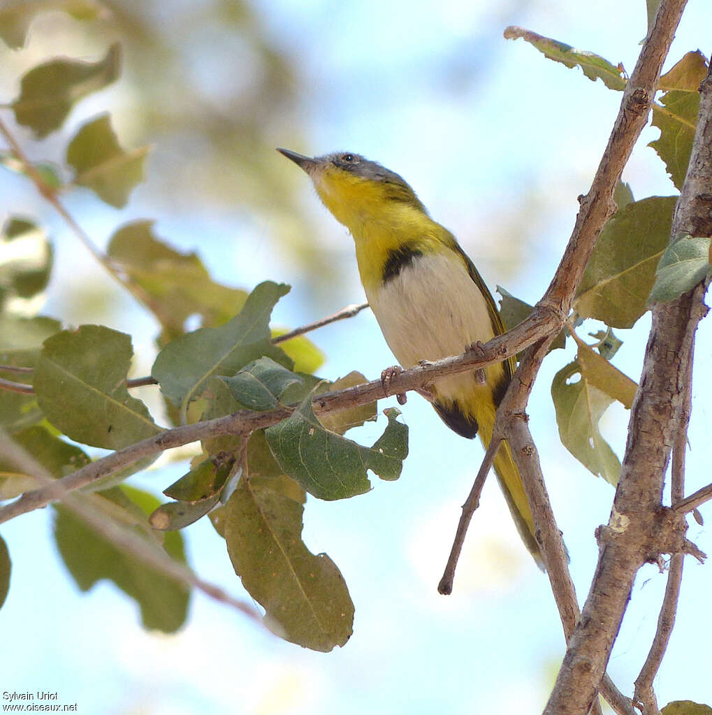Yellow-breasted Apalisadult, pigmentation