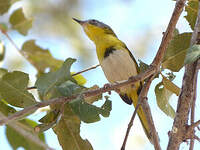 Apalis à gorge jaune