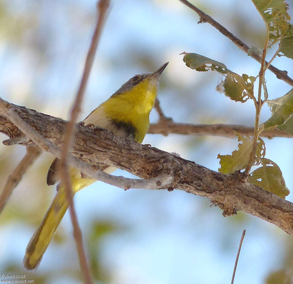 Apalis à gorge jaune