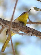 Yellow-breasted Apalis