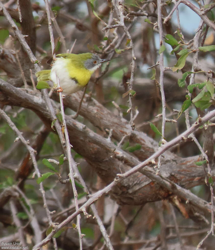 Apalis à gorge jauneadulte