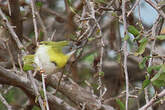 Apalis à gorge jaune