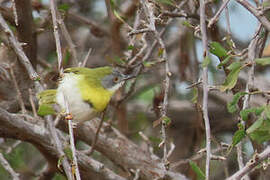 Yellow-breasted Apalis