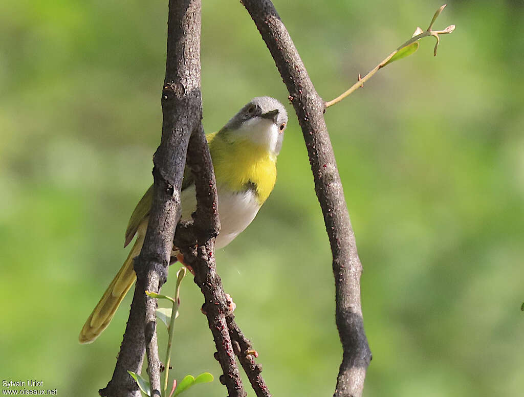 Apalis à gorge jaune mâle adulte