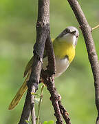 Apalis à gorge jaune