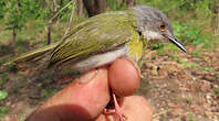 Apalis à gorge jaune