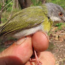 Apalis à gorge jaune