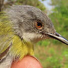 Apalis à gorge jaune