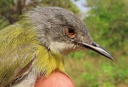 Yellow-breasted Apalis