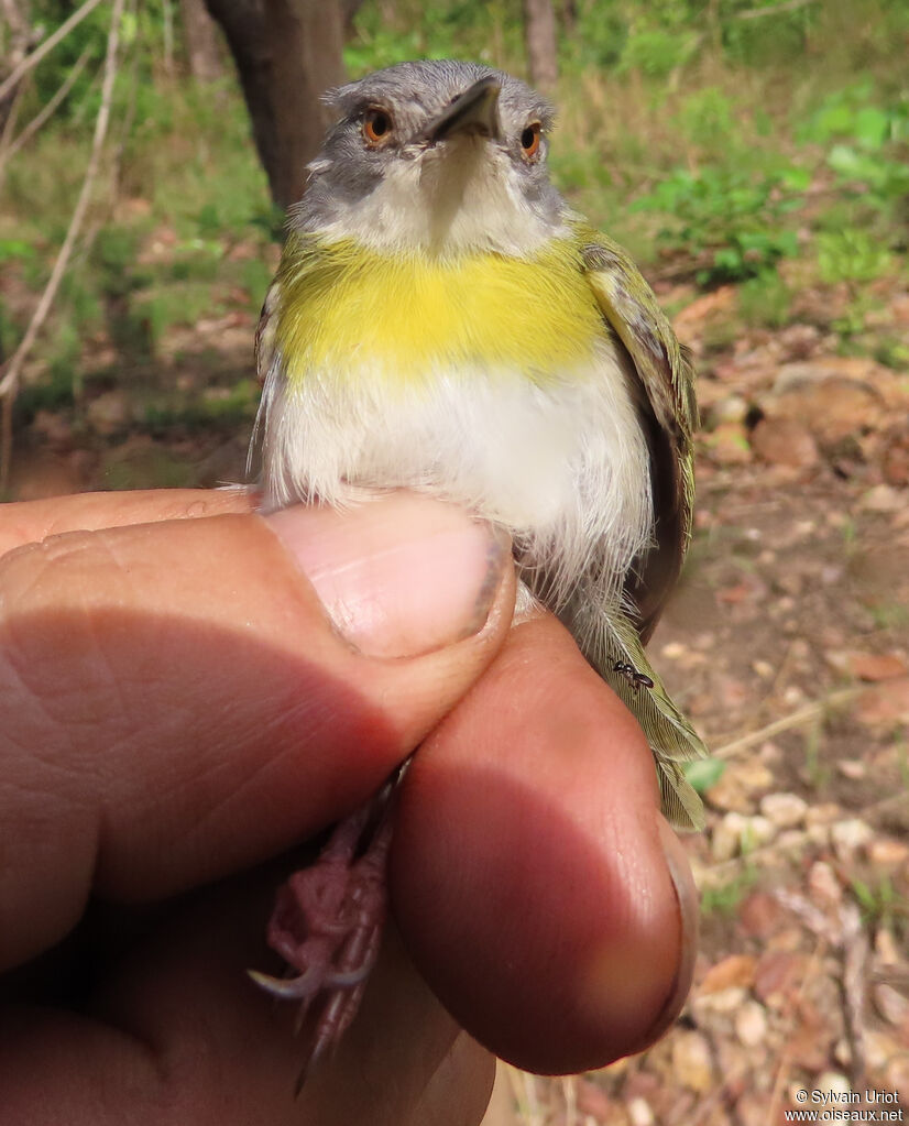 Apalis à gorge jauneadulte
