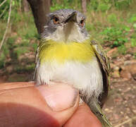 Yellow-breasted Apalis