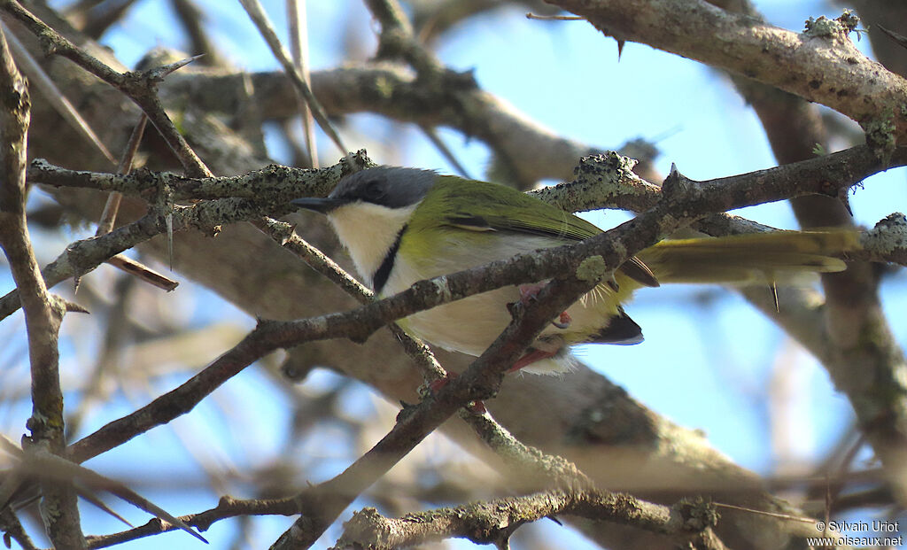 Apalis de Rudd mâle adulte