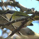 Apalis de Rudd