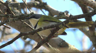 Apalis de Rudd