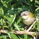 Apalis de Rudd
