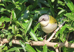 Rudd's Apalis