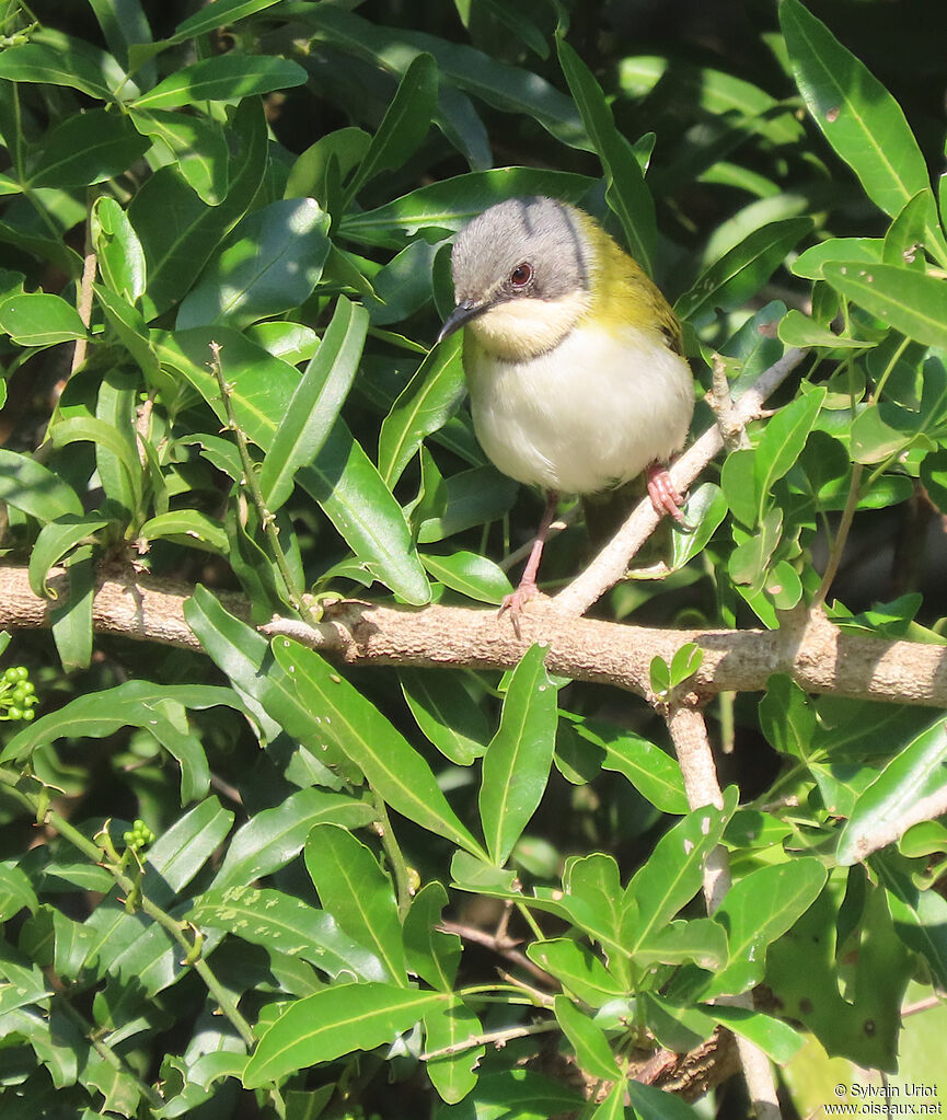 Apalis de Ruddadulte