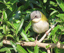 Rudd's Apalis