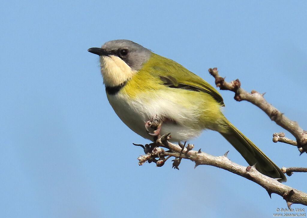 Apalis de Ruddadulte