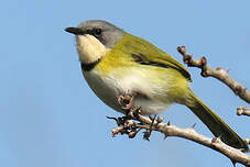 Apalis de Rudd