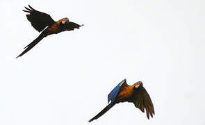 Blue-and-yellow Macaw