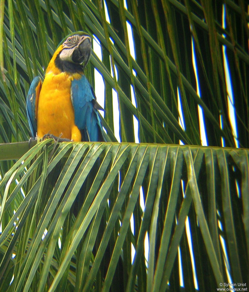 Blue-and-yellow Macaw