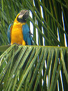 Blue-and-yellow Macaw