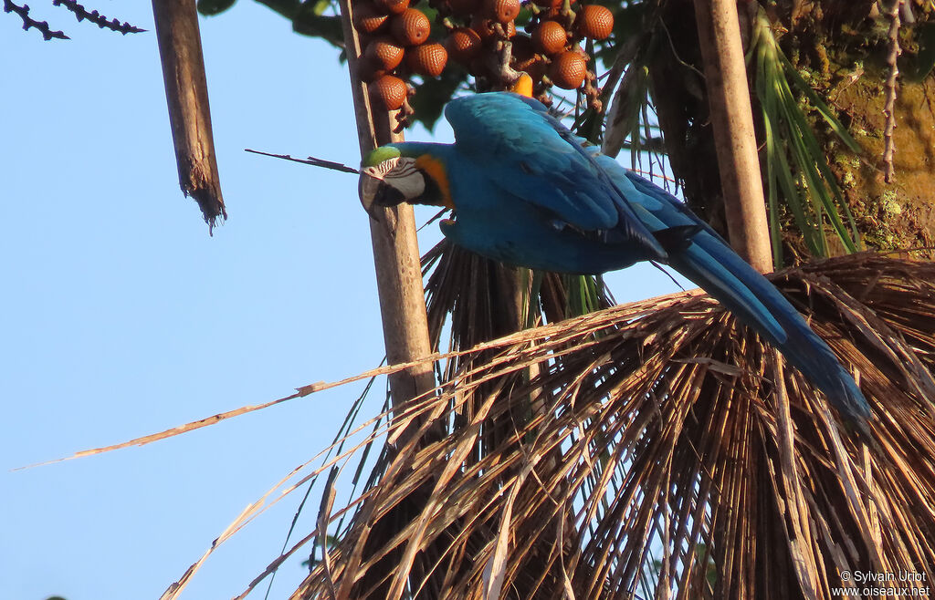 Blue-and-yellow Macawadult