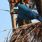 Ara bleu