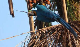 Blue-and-yellow Macaw