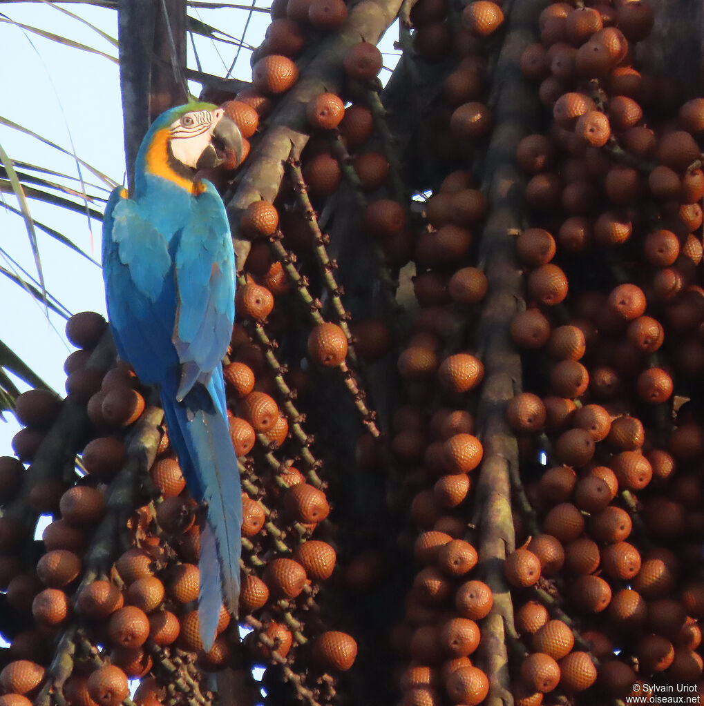 Blue-and-yellow Macawadult