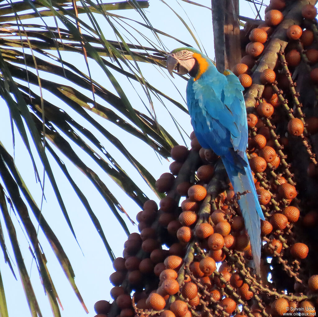 Blue-and-yellow Macawadult