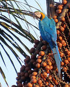 Blue-and-yellow Macaw