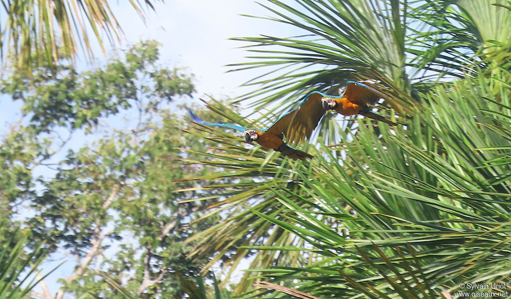 Blue-and-yellow Macawadult