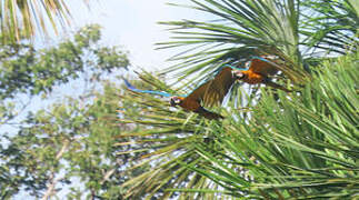 Blue-and-yellow Macaw