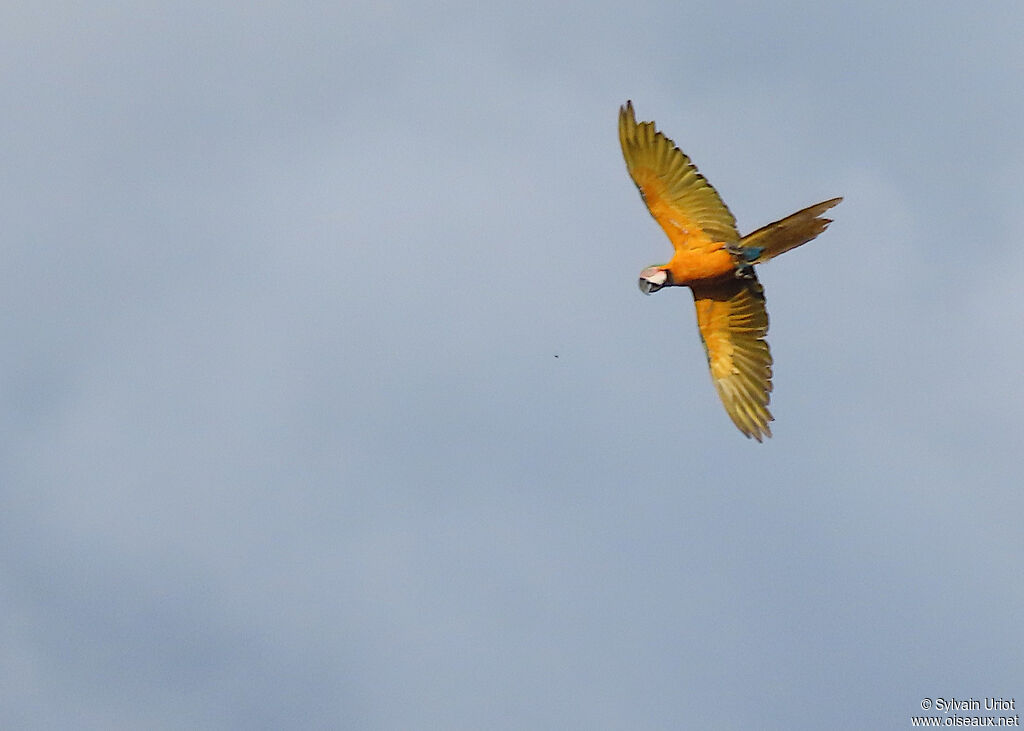 Blue-and-yellow Macawadult