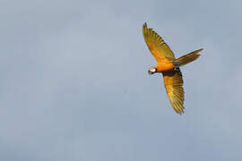 Blue-and-yellow Macaw