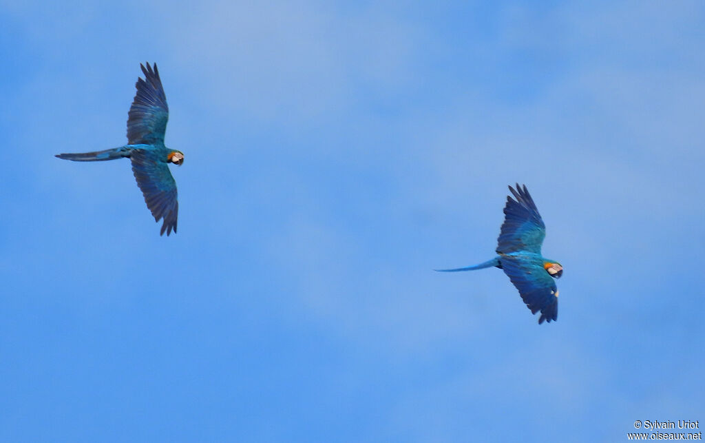 Blue-and-yellow Macawadult