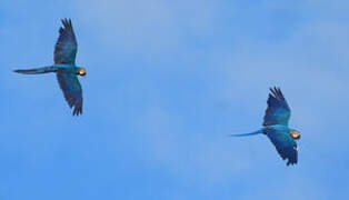 Blue-and-yellow Macaw