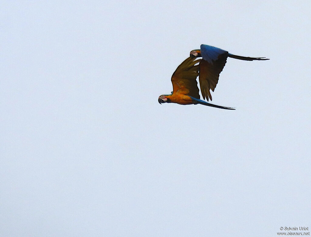 Blue-and-yellow Macawadult