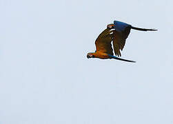 Blue-and-yellow Macaw