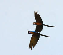 Blue-and-yellow Macaw